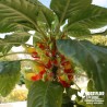 Impatiens Niamniamensis rouge et jaune