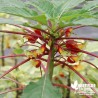 Impatiens Niamniamensis rouge et jaune