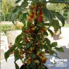 Impatiens Niamniamensis rouge et jaune