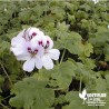 Pélargonium unique 'White Unique'