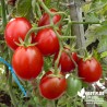 Tomate 'Cerise rouge' - Solanum lycopersicum 'Miel du Mexique'