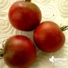 Tomate 'Cerise noire' - Solanum lycopersicum 'Brown Cherry'