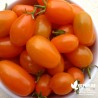 Tomate 'Dattorange' - Solanum lycopersicum 'Dattorange'