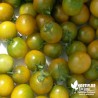 Tomate 'Cerise verte' - Solanum lycopersicum 'Raisin vert''