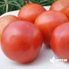 Tomate 'St Pierre' - Solanum lycopersicum 'St Pierre'