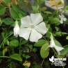 Petite pervenche blanche - Vinca minor 'Alba'