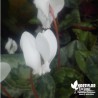 Cyclamen de Naples blanc - Cyclamen neapolitanum 'Album'