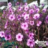 Géranium de Madère rose - Geranium maderense