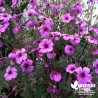 Géranium de Madère rose - Geranium maderense