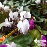 Cyclamen de Naples blanc - Cyclamen neapolitanum 'Album'