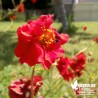 Benoîte rouge - Geum 'Mrs Bradshaw'