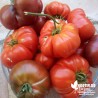 Kit 'Stars des Salades' 6 Tomates - Solanum lycopersicum