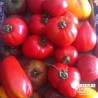 Kit 'Must des Gourmets' 6 Tomates - Solanum lycopersicum