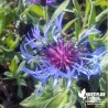 Bleuet des montagnes - Centaurea montana