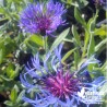 Bleuet des montagnes - Centaurea montana