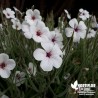 Géranium de Madère Blanc - Geranium maderense 'Album'