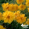 Coreopsis grandiflorum 'Louis d'Or'