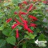 Sauge senteur mandarine - Salvia elegans 'Tangerine'