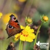 Coreopsis lanceolata 'Sterntaler'