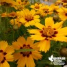 Coreopsis lanceolata 'Sterntaler'