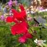 Salvia microphylla 'Royal Bumble' - Sauge microphylla 'Royal Bumble'