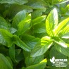 Menthe Russe BIO** - Mentha spicata 'Russian'