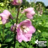 Delphinium pacificum 'Astolat'