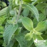 Menthe tomenteuse BIO** - Mentha tomentosa