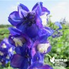 Delphinium pacificum 'Blue Bird'