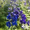 Delphinium pacificum 'Blue Bird'