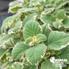 Gros Thym Antillais ourlé de crème - Plectranthus amboinicus