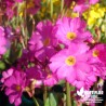 Primula grandiflora 'Rosea'