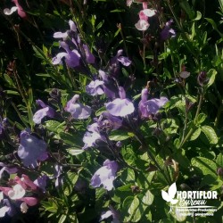 Salvia greigii 'Pale Blue So Cool' - Sauge greigii 'Pale Blue So Cool' (3L)