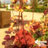 Heuchera 'Frilly' ®