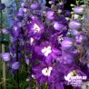 Delphinium pacificum 'King Arthur'