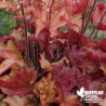 Heuchera 'Frilly' ®