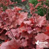 Heuchera 'Carnaval Fire' ® - Heuchera villosa 'Carnaval Fire' ®