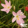 Schizostylis 'Mrs Hegarty' - Lis des Cafres