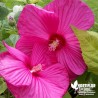 Hibiscus moscheutos 'Luna Pink' (3L)