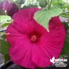 Hibiscus moscheutos 'Luna Pink' (3L)