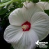 Hibiscus moscheutos 'Luna White' (3L)