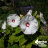 Hibiscus moscheutos 'Luna White' (3L)