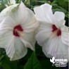 Hibiscus moscheutos 'Luna White' (3L)