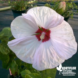 Hibiscus moscheutos 'Luna White' (3L)