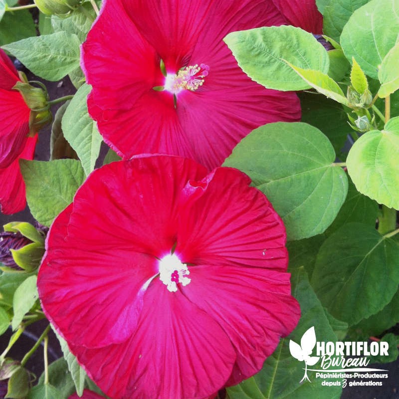 Hibiscus moscheutos 'Luna Red' (3L)