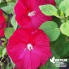 Hibiscus moscheutos 'Luna Red' (3L)