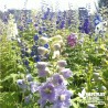 Delphinium pacificum Variés