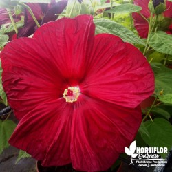 Hibiscus moscheutos 'Luna Red' (3L)