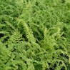 Fougère frisée - Athyrium filix-femina 'Frizelliae'