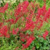 Heuchera 'Pluie de Feu' ™ - Heuchera sanguinea 'Leuchtkäfer'